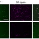 Images of the photoreceptor layer in the retinas of dogs and orangutans. Cryptochrome 1 can be seen in immunofluroscent green. Credit: Christine Niessner et al., 2016/Nature Scientific Reports